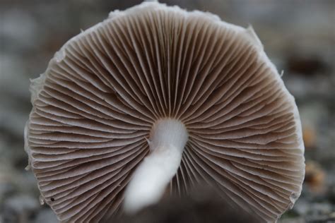The Mystical Powers of Psathyrella candolleana: Healing and Transformation